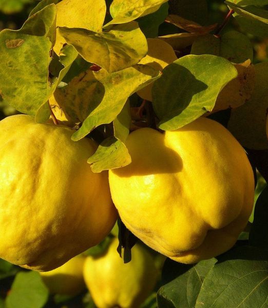 Cydonia oblonga 'Du Portugal'